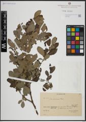 Foto von Salix atrocinerea Brot.